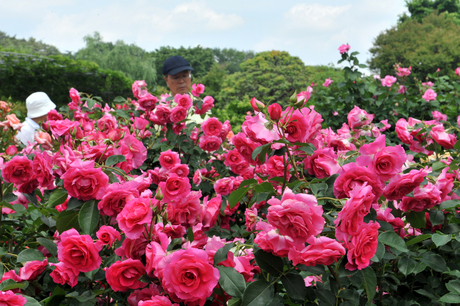 120530rose-03.jpg バラ.jpg