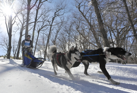 130210inuzori-07.jpg犬ぞりレース.jpg