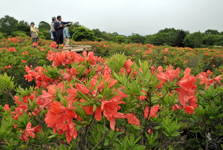 130613tutuji-01.jpgつつじ.jpg