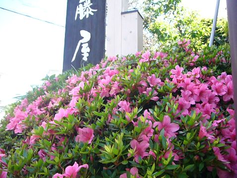 P1040494satuki1.jpg