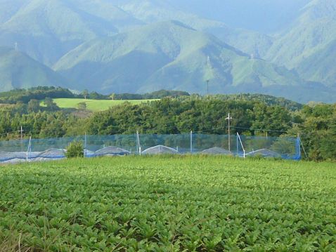 P1040778blog.jpg