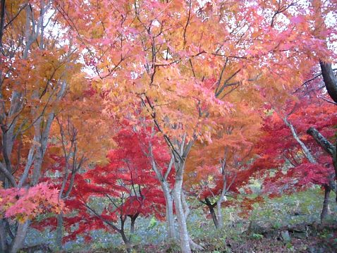 P1050051momiji2.jpg