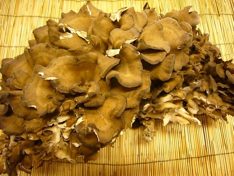 P1060431maitake.jpg