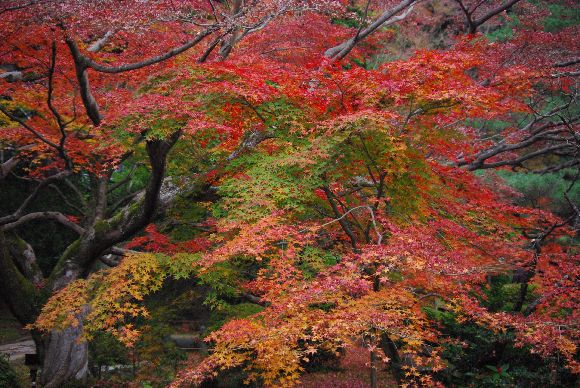 IMGP0507momiji.jpg