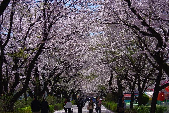 IMGP0756sakura1.jpg