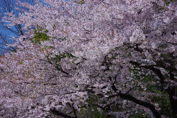 IMGP0758sakura2.jpg