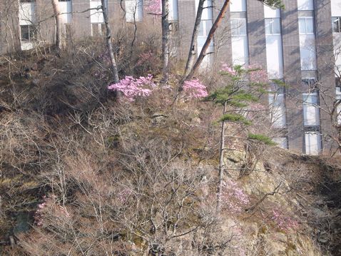 P1040176八汐つつじ.jpg