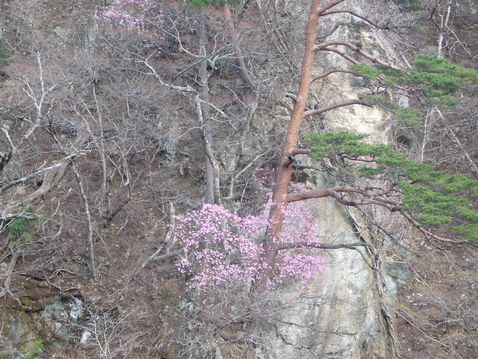 P1040177八汐つつじ.jpg