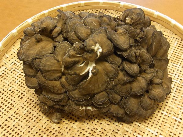 RIMG1019maitake.jpg