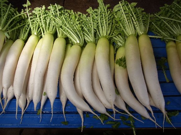 RIMG1037daikon.jpg