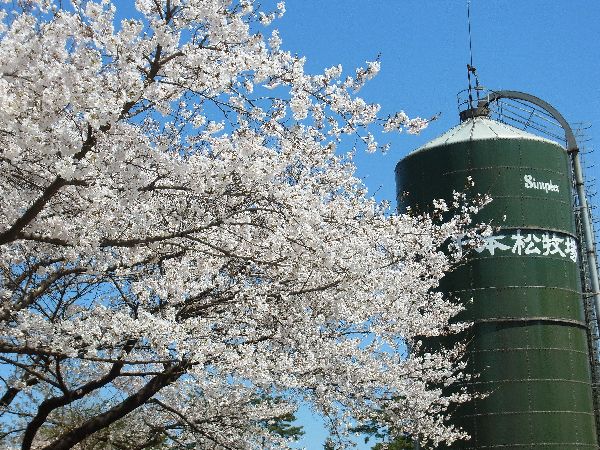 千本松桜　八汐つつじ002①.jpg