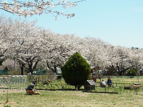 千本松桜　八汐つつじ007②.jpg