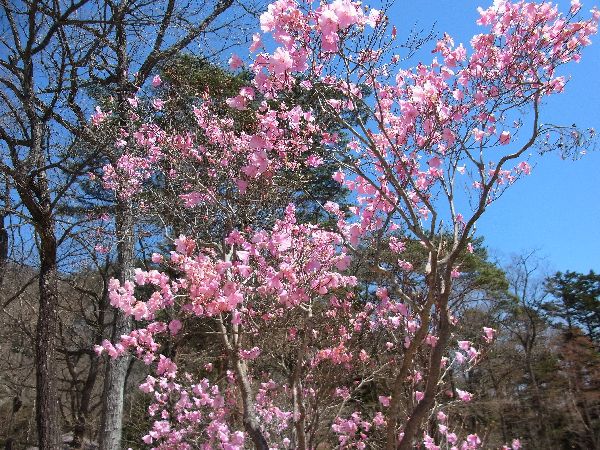 千本松桜　八汐つつじ012ヤシオ.jpg