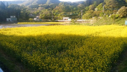 f4e85876-s.jpg菜の花畑